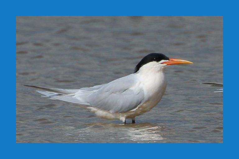 Banners site ia (900 × 600 px)